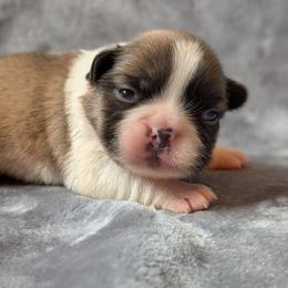 Prince - Fawn and white male French Bulldog puppy in Battle Ground, Washington from Ferguson's Bulldogs