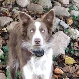 Maple - Border Collie