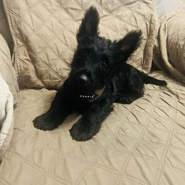 Brodie - Black male Scottish Terrier puppy in Smiths Grove, Kentucky from Moore's We Little Farm AKC Scotties