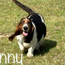 Jenny - Basset Hound