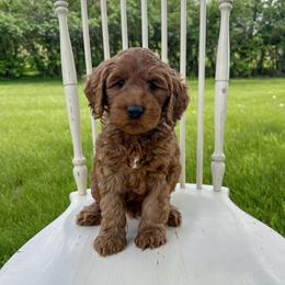 Boy 6 - male Australian Labradoodle puppy in Chelsea, Michigan from Michigan Labradoodles