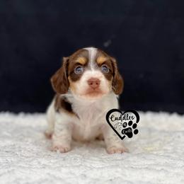 Marley - Chocolate and tan female Dachshund puppy in Nashville, Arkansas from Cuddles n Curls