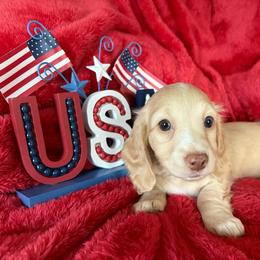 'Coffee' Cream Girl (grey collar) - Cream female Dachshund puppy in Fontana, California from Oscar Meyer’s Weenies