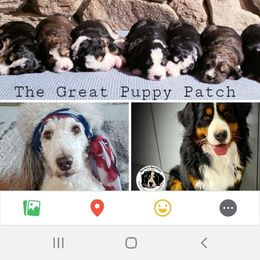Bernedoodle Puppies from The Great Puppy Patch