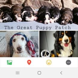 Bernedoodle Puppies from The Great Puppy Patch