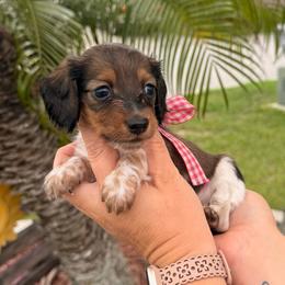 Girl 4 - Piebald female Dachshund puppy in Winter Haven, Florida from Davidson's Dachshunds