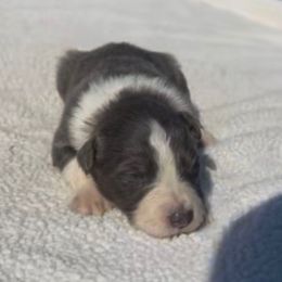 Mable - Blue female Border Collie puppy in Chattanooga, Tennessee from Ross Vegas Kennels