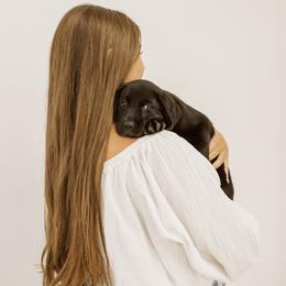 Labrador Retriever Puppies from UC Labradors LLC