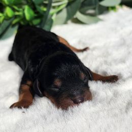 Leanna - Black and tan female Cavapoo puppy in Dothan, Alabama from Farquharson's Poodles&Doodles