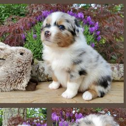 Trek - Blue merle Australian Shepherd puppy in Olympia, Washington from Echelon Australian Shepherds