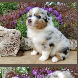 Trek - Blue merle Australian Shepherd puppy in Olympia, Washington from Echelon Australian Shepherds