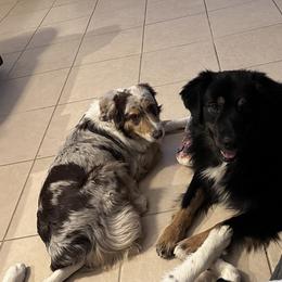 Australian Shepherd Puppies from Oma K’s Aussies