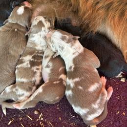 Red Merle Male - 2000 - Red merle male Australian Shepherd puppy in Morristown, Tennessee from Lakeway Farms