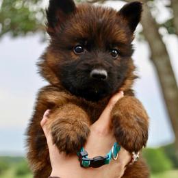 Killian - Sable male German Shepherd puppy in Canton, Texas from WILDWOOD GERMAN SHEPHERDS
