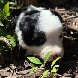 Girl 3 - Black and white female Border Collie puppy in Michie, Tennessee from Rivendell Border Collies