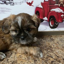 Turbo - Brindle and white male Shih Tzu puppy in Rockmart, Georgia from Sonya Garrett