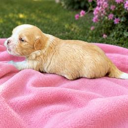 Mya - Fawn sable female Havanese puppy in Bealeton, Virginia from Sonny's Pups