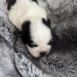 Shih Tzu Puppies from Our ShihTzu Family