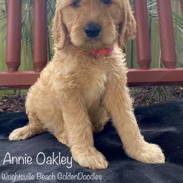 Girl 7 - Red  Goldendoodle puppy in Wilmington, North Carolina from Wrightsville Beach GoldenDoodles