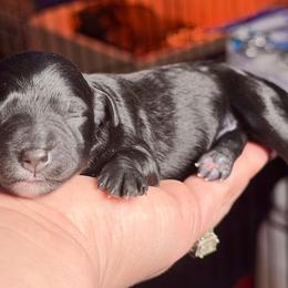 Stella - Black female Miniature Schnauzer puppy in Magalia, California from NorCal Schnauzers