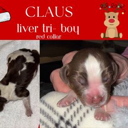 English Springer Spaniel Puppies from Stormin Pine and Prairie Springers