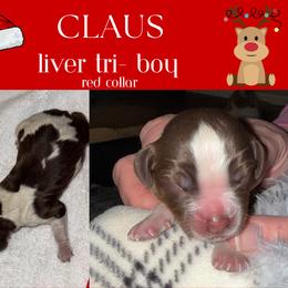 English Springer Spaniel Puppies from Stormin Pine and Prairie Springers
