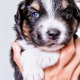 Australian Shepherd Puppies from Caramel Bliss Kennel - East Coast Aussies