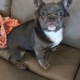 River- Little Boy with lots of energy but loves to come and give loves - Blue male French Bulldog puppy in Raymore, Missouri from Michelle's French Bulldogs