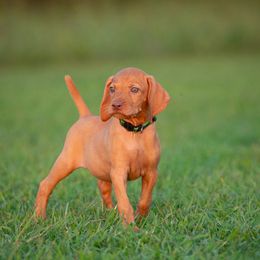 German Shorthaired Pointer and Vizsla Puppies from Nosam Kennels