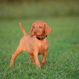 German Shorthaired Pointer and Vizsla Puppies from Nosam Kennels