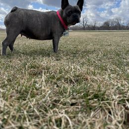 French Bulldog All Grown Up from Javier's French Bulldogs