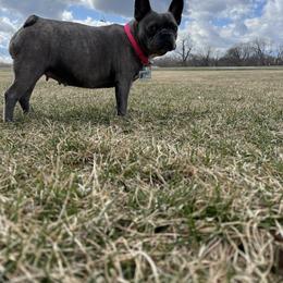 French Bulldog All Grown Up from Javier's French Bulldogs