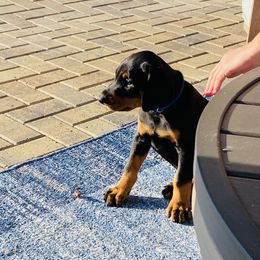 Doberman Pinscher Puppies from TeatreeDoberman