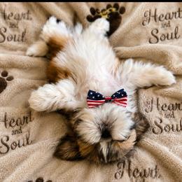 Bruno - Red and white male Shih Tzu puppy in Dallas, Texas from Heart and Soul Shih Tzu