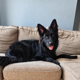 German Shepherd puppies from Von WestLynn German Shepherds