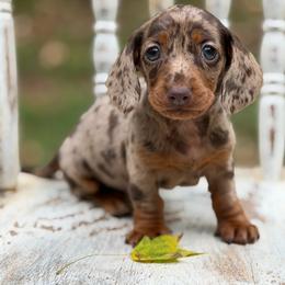 Mabel - Dapple female Dachshund puppy in Mascot, Tennessee from Magnolia Pearl Dachshunds