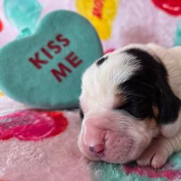 Boy 4 - Black white and brown male Basset Hound puppy in Denison, Texas from Emma Lou's Baby Bassets