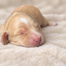 Chip - Cream male Dachshund puppy in Mountainburg, Arkansas from Farm House miniatures