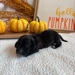 Alpha - Brindle male Dachshund puppy in Shelley, Idaho from Journey’s End Dachshunds