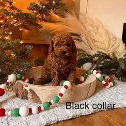 Assorted Doodle Crosses, Bordoodle, Goldendoodle, and Labradoodle Puppies from Card Family Ranch