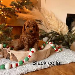 Assorted Doodle Crosses, Bordoodle, Goldendoodle, and Labradoodle Puppies from Card Family Ranch