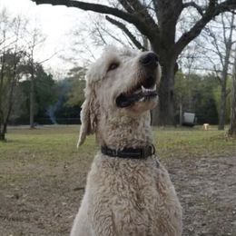 Jupiter - Goldendoodle