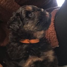 Assorted Doodle Crosses All Grown Up from Yoriko's Puppies