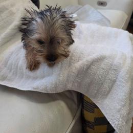 Girl 4 - Black and tan female Yorkshire Terrier puppy in Virginia Beach, Virginia from Andre's Yorkshire Terriers