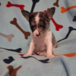 Loki - Merle male Chihuahua puppy in Branford, Florida from Mbjs Doxies and chihuahuas