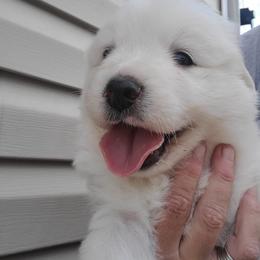 Anatolian Pyrenees and Goldendoodle Puppies from Up Shinn Creek