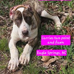 Amadea - Chocolate brindle female Great Dane puppy in Biscoe, North Carolina from Clouser's Bodacious Danes & Miniature Schnauzers