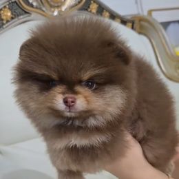 Brownie - Chocolate and tan female Pomeranian puppy in Salem, Oregon from BP PUPS