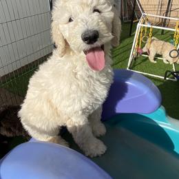 Goldendoodle Puppies from Sugarspicedoodles