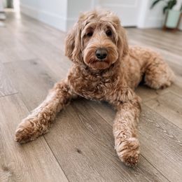 Izzy - Goldendoodle